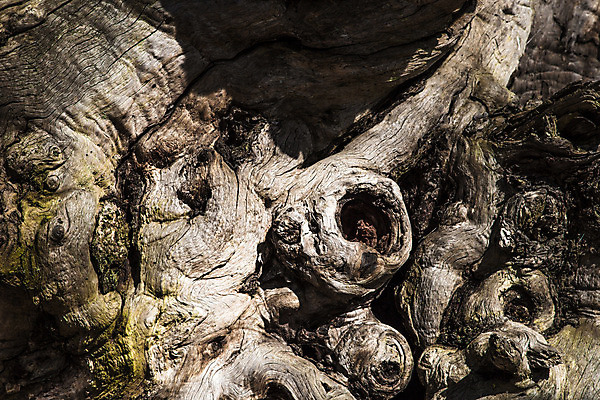 포토 JPG 해외이미지 나무 공원 밭 자연 건조 사람없음 야외 목재 환경 정원 성장 가을 나뭇가지 죽음 닫기 숲 버리기 유기농 생태계 생물학 뿌리 내추럴 생태학 해외202004 해외포토 식물 웰빙 계절 공공시설 교육 농업 재료 모션 파일형식 이미지허브