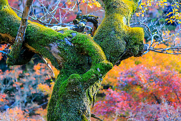 포토 JPG 해외이미지 나무 식물 계절 공원 실루엣 도로 여행 백그라운드 무지개 잎 패턴 자연 하늘 지붕 휴식 풍경 사람없음 빨간색 파란색 빛 컬러풀 햇빛 태양 정원 일본 활발 덮개 가을 나뭇가지 신선 보행로 닫기 숲 그늘 오솔길 강렬 해외202004 해외포토 자연요소 공공시설 아시아 길 컬러 컨셉 무늬 교통시설 모션 촬영기법 뚜껑 생태계 파일형식 이미지허브