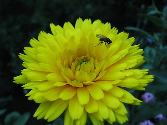 포토 JPG 해외이미지 식물 동물 열매 꽃 분홍색 곤충 과일 자연 사람없음 빨간색 초록색 파란색 노란색 보라색 봄 체리 해외202004 해외포토 계절 컬러 생태계 파일형식 이미지허브