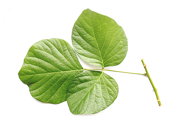 포토 JPG 해외이미지 나무 식물 계절 공원 백그라운드 잎 자연 풍경 사람없음 야외 장식 초록색 여름 노란색 우주 정원 봄 가을 흰색 나뭇가지 차 숲 질감 내추럴 고립 대패 떠남 해외202004 해외포토 공공시설 음료 컬러 모션 생태계 파일형식 이미지허브