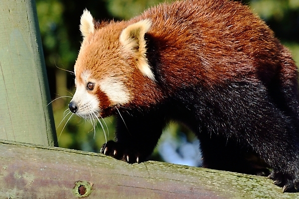 포토 JPG 해외이미지 동물 공원 아시아 야생동물 곰 포유류 자연 털 동양인 사람없음 빨간색 중국 판다 네팔 멸종 해외202004 해외포토 공공시설 나라 컬러 인종 생태계 파일형식 이미지허브