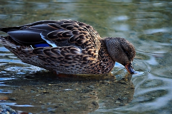 포토 JPG 해외이미지 계절 여자 남자 야생동물 모래 바다 잎 오렌지 자연 조류 표면 오리 노르웨이 서기 풍경 사람없음 야외 옆모습 빨간색 물 파란색 빛 햇빛 반사 갈색 노란색 걷기 맑음 힘 침묵 놀람 산책 활발 꿈 가을 흰색 연못 원형 닫기 큼 시원함 땅 북극 깃털 검색 만족 다이빙 부리 장면 목 북쪽 느림 청둥오리 내추럴 강렬 땅바닥 무료 북극해 잔물결 진짜 몽환 환상 해외202004 해외포토 자연요소 도형 식물 동물 감정 유럽 물결 뷰포인트 컬러 컨셉 과일 모션 날씨 휴식 바닥 표정 사람 신체부위 태양 수영 소리 크기 극지방 방향 생태계 수중스포츠 파일형식 이미지허브