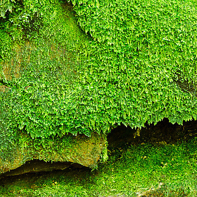 포토 JPG 해외이미지 식물 디자인 벽 백그라운드 잎 패턴 자연 벽지 표면 날씨 추상 이끼 사람없음 건물 빨간색 초록색 회색 수확 성장 바위 신선 거친 파편 아스팔트 질감 복고 시멘트 내추럴 기생충 곰팡이 그런지 땅바닥 썩음 옛날 콘크리트 해외202004 해외포토 건축물 도로 컬러 무늬 농업 바닥 돌_바위 바이러스 생태계 파일형식 이미지허브