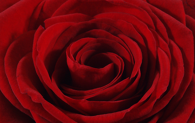 포토 JPG 해외이미지 식물 꽃잎 꽃 분홍색 백그라운드 자연 추상 발렌타인데이 선물 사랑 사람없음 야외 빨간색 장미 봄 벚꽃 닫기 묘사 원예 질감 부드러움 블러 해외202004 해외포토 계절 감정 컬러 무늬 모션 데이이벤트 취미 감각 생태계 파일형식 이미지허브