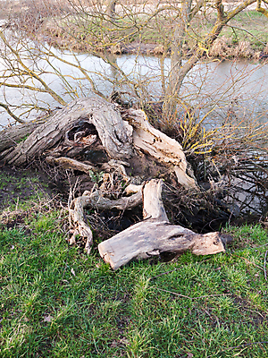 포토 JPG 해외이미지 나무 식물 잎 겨울 밭 자연 지붕 날씨 이끼 사람없음 야외 목재 초록색 물 추위 가을 나뭇가지 죽음 거친 황무지 닫기 떨어짐 숲 위험 큼 질감 통나무 뿌리 담배꽁초 폭풍 내추럴 깨짐 땅바닥 옛날 허리케인 해외202004 해외포토 자연요소 계절 컬러 컨셉 농업 재료 모션 바닥 담배 크기 자연재해 생태계 파일형식 이미지허브