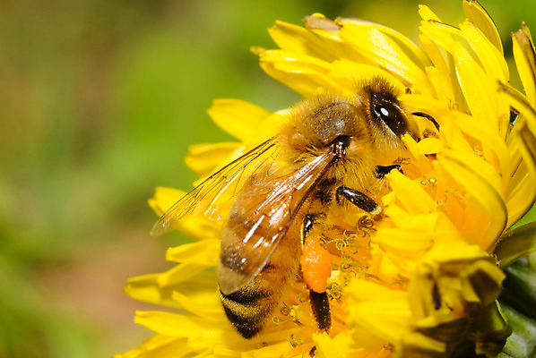 포토 JPG 해외이미지 식물 동물 꽃잎 꽃 야생동물 곤충 꽃무늬 밭 날개 모션 자연 노동자 건강 사람없음 초록색 여름 노란색 정원 봄 벚꽃 흰색 업무 작업 닫기 달콤 민들레 벌 수집 먹기 싱글 원예 바쁨 꽃가루 꿀 생태학 해외202004 해외포토 직업 계절 교육 컬러 무늬 농업 취미 맛 가루 생태계 파일형식 이미지허브