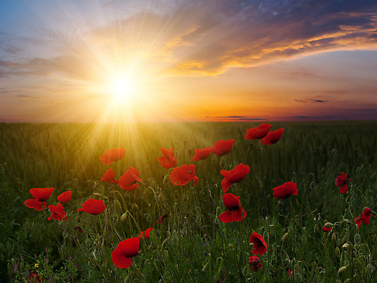 포토 JPG 해외이미지 식물 구름 계절 꽃 줄기 백그라운드 잎 꽃무늬 밭 농업 자연 하늘 프레임 풍경 사람없음 빨간색 초록색 여름 파란색 태양 농장 일출 정원 보라색 일몰 봄 벚꽃 광선 흰색 시골 땅 허브 원예 아로마 양귀비 진홍색 내추럴 해외202004 해외포토 자연요소 산업 컬러 무늬 취미 노을 생태계 파일형식 이미지허브