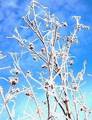 포토 JPG 해외이미지 나무 열매 지구 잎 겨울 자연 날씨 사람없음 야외 빨간색 환경 얼음 봄 추위 덮개 백발 가을 나뭇가지 신선 황무지 서리 내추럴 폭설 눈내림 해외202004 해외포토 자연요소 식물 헤어스타일 계절 컬러 눈_날씨 뚜껑 자연재해 생태계 파일형식 이미지허브