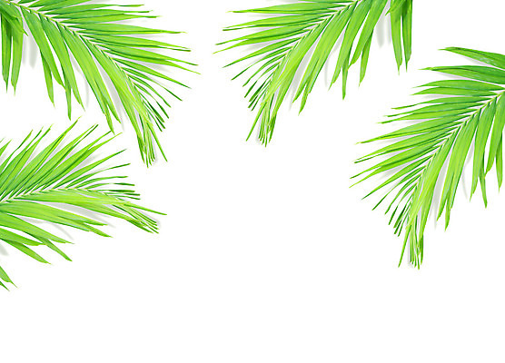 포토 JPG 해외이미지 나무 식물 줄기 백그라운드 잎 패턴 곡선 부분 자연 손바닥 사람없음 초록색 성장 흰색 나뭇가지 숲 싱글 코코넛 내추럴 고립 해외202004 해외포토 손 선 컬러 무늬 과일 생태계 파일형식 이미지허브