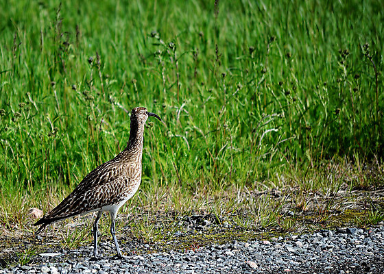 포토 JPG 해외이미지 유럽 여유 야생동물 신체 날개 발 자연 조류 엄마 휴식 주택 노르웨이 풍경 사람없음 야외 초록색 여름 갈색 침묵 활발 뜨거움 원형 아빠 땅 북극 깃털 부리 장면 북쪽 계산서 강렬 땅바닥 북극해 해외202004 해외포토 도형 동물 계절 감정 나라 바다 컬러 컨셉 가족 바닥 건물 신체부위 소리 극지방 방향 생태계 파일형식 이미지허브