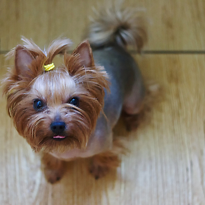 포토 JPG 해외이미지 동물 1 응시 행복 공 포유류 털 앉기 사람없음 야외 반려동물 소파 모래사장 갈색 머리 검은색 카펫 게임 개 강아지 정상 작음 요크셔테리어 테리어 만족 몸단장 송곳니 기르기 미니 지능 해외202004 해외포토 시선 감정 바다 컬러 의자 모션 놀이 신체부위 치아 크기 돌봄 파일형식 이미지허브