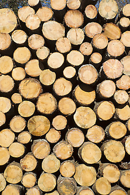 포토 JPG 해외이미지 나무 식물 공원 백그라운드 자연 사람없음 목재 초록색 갈색 쌓기 에너지 나뭇가지 소나무 업무 숲 자르기 나무껍질 해외202004 해외포토 공공시설 컬러 재료 모션 껍질 작업 생태계 파일형식 이미지허브