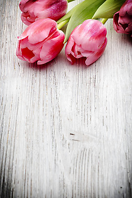 포토 JPG 해외이미지 식물 계절 꽃잎 꽃 분홍색 꽃다발 백그라운드 잎 꽃무늬 자연 부활절 사람없음 목재 초록색 머리 봄 튤립 벚꽃 다발 해외202004 해외포토 나무 기념일 컬러 무늬 재료 신체부위 생태계 파일형식 이미지허브