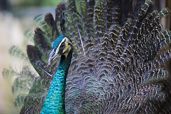 포토 JPG 해외이미지 동물 여자 남자 야생동물 백그라운드 패턴 자연 조류 왕관 기술 동물원 사람없음 가로 초록색 파란색 컬러풀 농장 머리 활발 우아함 공작 깃털 꼬리 부리 목 보여주기 꿩 수탉 기간 깃털펜 멀티 웅장함 터키석 해외202004 해외포토 컬러 컨셉 무늬 농업 모션 사람 신체부위 펜 닭 보석 수컷 생태계 파일형식 이미지허브