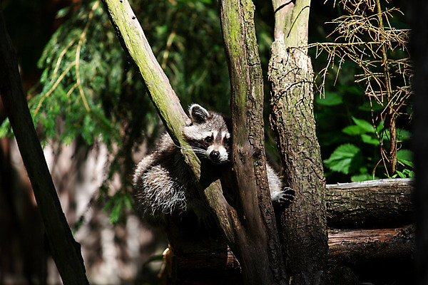 포토 JPG 해외이미지 동물 1 응시 공원 얼굴 야생동물 포유류 포옹 자연 수염 털 동물원 가면 앉기 사람없음 야외 머리 검은색 흰색 닫기 숲 작음 모피 호기심 코 육식동물 내추럴 동물상 해외202004 해외포토 시선 공공시설 감정 컬러 컨셉 안기 모션 신체부위 조형물 크기 생태계 파일형식 이미지허브