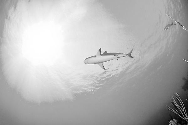 포토 JPG 해외이미지 동물 야생동물 스포츠 바다 여행 백그라운드 자연 어류 사람없음 야외 물 파란색 바닷속 수중 산호 위험 다이빙 육식동물 암초 깊이 바하마 해외202004 해외포토 자연요소 컬러 컨셉 수영 수중동물 자포동물 생태계 수중스포츠 파일형식 이미지허브