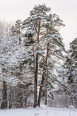 포토 JPG 해외이미지 나무 구름 계절 길 자연 하늘 날씨 풍경 사람없음 햇빛 태양 추위 나뭇가지 소나무 숲 서리 화창 가문비나무 해외202004 해외포토 자연요소 식물 생태계 파일형식 이미지허브