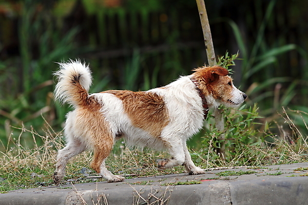 포토 JPG 해외이미지 동물 1 공원 장난 포유류 털 사람없음 야외 초록색 여름 반려동물 갈색 머리카락 줄무늬 산책 회색 흰색 개 달콤 강아지 작음 모피 테리어 만족 솜털 송곳니 동반자 혼자 해외202004 해외포토 계절 공공시설 감정 컬러 무늬 휴식 머리 맛 치아 크기 파일형식 이미지허브