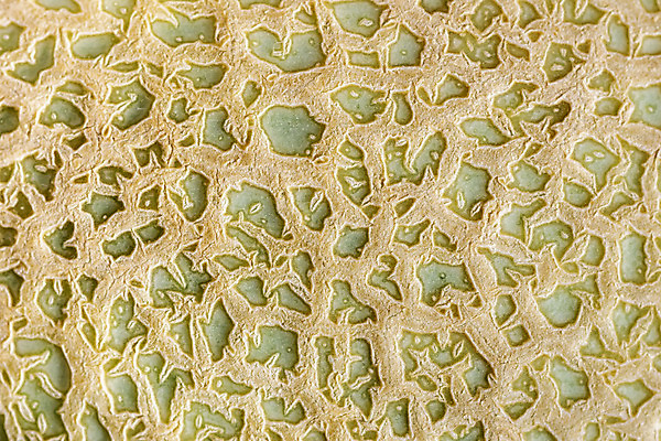 포토 JPG 해외이미지 음식 백그라운드 패턴 과일 자연 사람없음 초록색 껍질 신선 닫기 멜론 피부 질감 진짜 해외202004 해외포토 컬러 무늬 모션 신체부위 생태계 파일형식 이미지허브