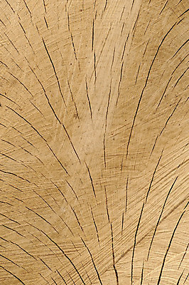 포토 JPG 해외이미지 나무 식물 백그라운드 패턴 부분 자연 사람없음 목재 갈색 자르기 묘사 질감 나무껍질 골절 해외202004 해외포토 컬러 무늬 재료 의학 모션 껍질 생태계 파일형식 이미지허브