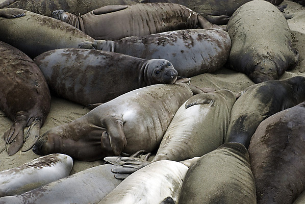 포토 JPG 해외이미지 동물 모래 가족 휴식 털 사람없음 검은색 회색 흰색 잠 물개 많음 해외202004 해외포토 컬러 컨셉 포유류 관계 바다동물 파일형식 이미지허브