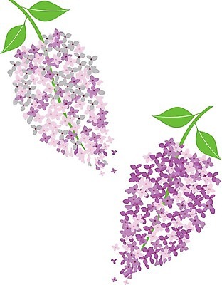 EPS 해외이미지 나무 식물 꽃 분홍색 일러스트 자연 빛 정원 일본 보라색 봄 개화 제비꽃 가득함 포도나무 라일락 해외202004 해외일러스트 계절 아시아 컬러 과일나무 생태계 파일형식 벡터 이미지허브