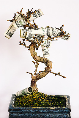 포토 JPG 해외이미지 나무 식물 백그라운드 컨셉 돈 비즈니스 성공 아이디어 사람없음 초록색 금융 경제 달러 저축 성장 흰색 시장 재산 심볼 사인 투자 이익 고립 해외202004 해외포토 컬러 파일형식 이미지허브