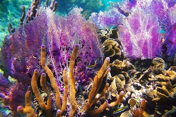 포토 JPG 해외이미지 식물 동물 야생동물 모래 바다 섬 백그라운드 학교 자연 휴가 멕시코 바닥 종류 어류 풍경 사람없음 물 파란색 컬러풀 보라색 바닷속 수중 줄무늬 탐험 산호 다이빙 암초 유카탄 마야 보물 깊이 소금물 이국적 해외202004 해외포토 자연요소 교육 컬러 북아메리카 무늬 수영 수중동물 자포동물 생태계 마야문명 수중스포츠 파일형식 이미지허브