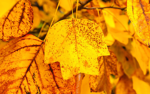 포토 JPG 해외이미지 식물 계절 공원 백그라운드 단풍 잎 오렌지 자연 사람없음 야외 빨간색 컬러풀 노란색 활발 가을 황금 숲 9월 묘사 질감 보케 10월 내추럴 블러 해외202004 해외포토 공공시설 컬러 컨셉 과일 날짜 생태계 파일형식 이미지허브