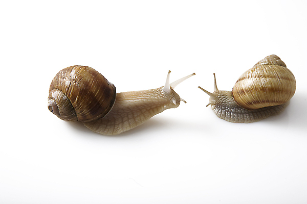 포토 JPG 해외이미지 동물 커플 야생동물 음식 여행 백그라운드 컨셉 통신 가족 관계 모션 자연 연체동물 주택 뿔 안테나 나선형 사람없음 빛 갈색 정원 젖음 껍질 해충 미끄러짐 작음 토론 날씬함 속도 생물학 덮기 느림 기어가기 고립 민달팽이 식용 어려움 끈적임 해외202004 해외포토 교육 컬러 무늬 무척추동물 건물 벌레 크기 몸매 생태계 파일형식 달팽이_동물 이미지허브