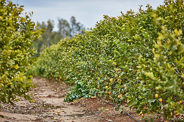 포토 JPG 해외이미지 나무 식물 선 음식 백그라운드 잎 농업 오렌지 과일 자연 귤 건강 사람없음 야외 초록색 농장 환경 정원 맑음 놀람 주스 봄 수확 성장 신선 최고 달콤 숲 큼 과수원 지중해 레몬 유기농 치수 내추럴 숙성 이스라엘 많음 해외202004 해외포토 웰빙 계절 감정 산업 음료 바다 컬러 컨셉 날씨 표정 맛 크기 생태계 서아시아 파일형식 이미지허브