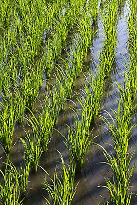 포토 JPG 해외이미지 식물 직업 전통 아시아 문화 음식 농업 자연 밥 노동자 사람 동양인 풍경 사람없음 야외 초록색 물 농작물 농장 농경지 중국 수확 성장 시골 업무 뜨거움 농부 낟알 유기농 베트남 발리 인도네시아 장면 밀짚 논밭 밭일 해외202004 해외포토 자연요소 웰빙 나라 산업 컬러 섬 밭 논 인종 동남아시아 작업 짚 생태계 파일형식 이미지허브