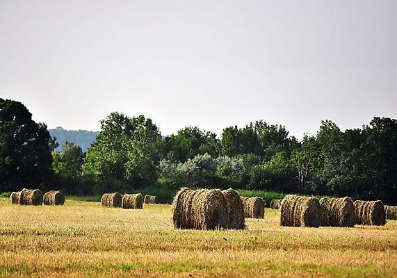포토 JPG 해외이미지 산업 밭 농업 사람없음 농작물 농장 수확 원형 볏짚 밀짚 밭일 해외202004 해외포토 도형 짚 파일형식 이미지허브