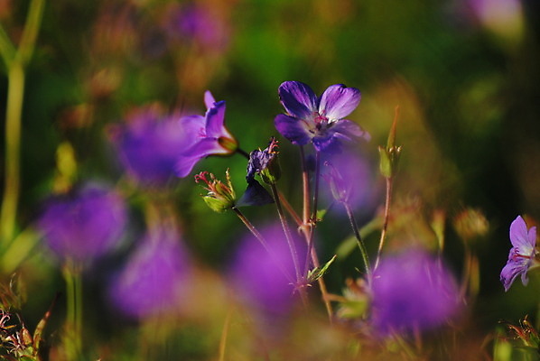 포토 JPG 해외이미지 꽃 노르웨이 사람없음 여름 해외202004 해외포토 식물 계절 유럽 파일형식 이미지허브