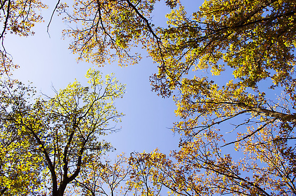포토 JPG 해외이미지 나무 계절 공원 길 백그라운드 단풍 잎 오렌지 자연 풍경 사람없음 야외 목재 가로 빛 태양 노란색 평화 환경 침묵 가을 나뭇가지 시골 황금 숲 오솔길 11월 장면 10월 내추럴 생태학 해외202004 해외포토 자연요소 식물 공공시설 교육 컬러 컨셉 과일 재료 소리 날짜 생태계 파일형식 이미지허브