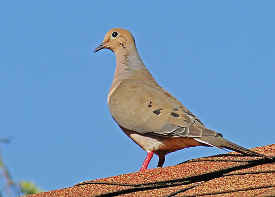 포토 JPG 해외이미지 날개 조류 주택 사람없음 손목시계 깃털 부리 해외202004 해외포토 동물 시계 장신구 건물 파일형식 이미지허브