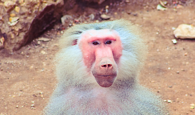 포토 JPG 해외이미지 동물 공원 야생동물 여행 백그라운드 장난 포유류 가족 아프리카 자연 휴가 생물 털 동물원 이집트 미술 풍경 사람없음 검은색 기쁨 원숭이 아기 황무지 숲 사파리 꼬리 서식지 유인원 고립 에티오피아 탄자니아 해외202004 해외포토 공공시설 감정 나라 컬러 관계 문화예술 사람 생태계 파일형식 이미지허브