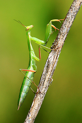 포토 JPG 해외이미지 동물 곤충 백그라운드 절지류 사람없음 목재 초록색 검은색 기도 못 막대기 벌레 육식동물 토막 해외202004 해외포토 나무 컬러 재료 공구 파일형식 이미지허브
