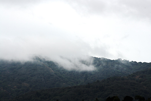 포토 JPG 해외이미지 나무 구름 풍경 사람없음 초록색 안개 숲 캘리포니아 해외202004 해외포토 자연요소 식물 컬러 날씨 미국 파일형식 이미지허브