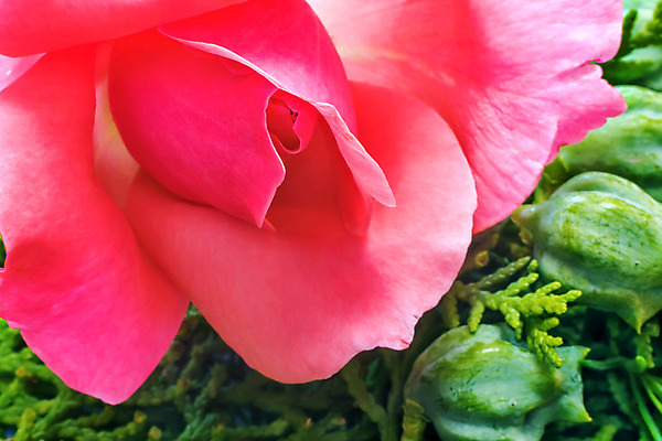 포토 JPG 해외이미지 식물 계절 꽃잎 꽃 분홍색 백그라운드 자연 사람없음 초록색 장미 정원 봄 나뭇가지 큼 조경 부드러움 향 해외202004 해외포토 나무 컬러 감각 크기 생태계 파일형식 이미지허브