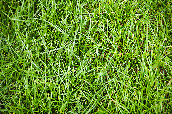 포토 JPG 해외이미지 모양 식물 전통 계절 꽃잎 지구 백그라운드 잎 꽃무늬 밭 자연 추상 휴가 잔디 사람없음 야외 장식 초록색 여름 환경 봄 카펫 성장 시골 축하 신선 닫기 클로버 떨어짐 이슬 시원함 심볼 질감 내추럴 땅바닥 해외202004 해외포토 꽃 컬러 컨셉 무늬 농업 모션 바닥 생태계 파일형식 이미지허브