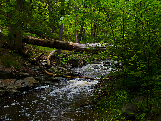 포토 JPG 해외이미지 나무 자연 사람없음 목재 초록색 물 강 평화 침묵 활발 개울 떨어짐 숲 명상 통나무 내추럴 해외202004 해외포토 자연요소 식물 컬러 컨셉 재료 소리 생태계 파일형식 이미지허브