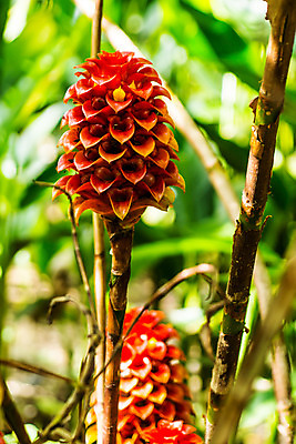 포토 JPG 해외이미지 나무 식물 꽃 백그라운드 잎 밭 자연 벽지 사람없음 빨간색 초록색 컬러풀 정원 맑음 신선 강렬 해외202004 해외포토 컬러 농업 날씨 생태계 파일형식 이미지허브