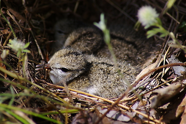 포토 JPG 해외이미지 야생동물 자연 조류 사람없음 둥지 동물상 해외202004 해외포토 동물 조형물 생태계 파일형식 이미지허브