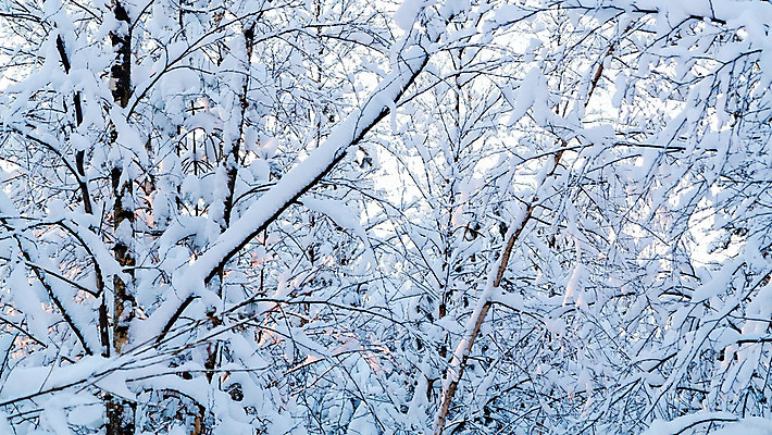 포토 JPG 해외이미지 식물 공원 백그라운드 겨울 날씨 추상 사람없음 빛 태양 환경 냉동 얼음 일몰 추위 광선 가을 흰색 나뭇가지 눈송이 숲 시원함 12월 크리스탈 서리 2월 눈내림 해외202004 해외포토 자연요소 나무 계절 공공시설 컬러 무늬 눈_날씨 노을 날짜 광석 파일형식 이미지허브