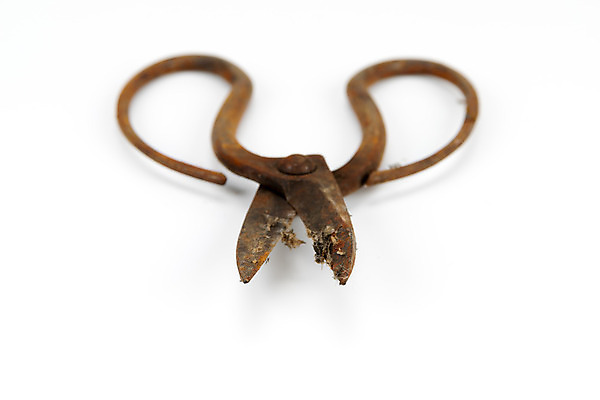 포토 JPG 해외이미지 백그라운드 사람없음 금속 장비 수확 골동품 흰색 기구 공구 쌍 칼날 큼 바느질 자르기 오브젝트 부식 복고 날카로움 재단 재단사 고립 그런지 옛날 중고 철강 해외202004 해외포토 직업 컬러 농업 모션 재질 도구 크기 파일형식 이미지허브