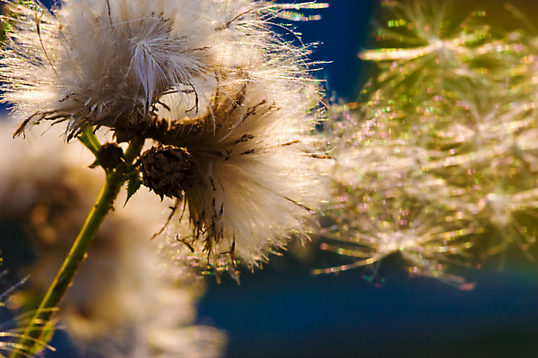 포토 JPG 해외이미지 씨앗 사람없음 태양 민들레 순수 해외202004 해외포토 자연요소 식물 꽃 컨셉 파일형식 이미지허브