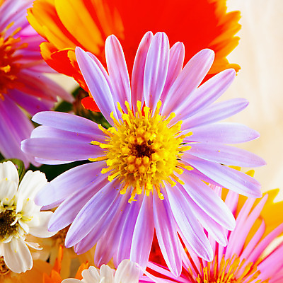 포토 JPG 해외이미지 식물 디자인 꽃 백그라운드 꽃무늬 패턴 자연 국화 사람없음 빨간색 초록색 여름 정원 보라색 검은색 봄 벚꽃 닫기 달리아 제비꽃 싱글 데이지 내추럴 해외202004 해외포토 계절 컬러 무늬 모션 생태계 파일형식 이미지허브