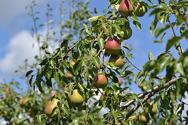 포토 JPG 해외이미지 나무 계절 음식 백그라운드 잎 농업 과일 자연 하늘 프레임 건강 육류 사람없음 목재 초록색 여름 빛 컬러풀 정원 성장 가을 나뭇가지 신선 과수원 가득함 피부 유기농 내추럴 밭일 숙성 채식주의자 파라다이스 해외202004 해외포토 식물 웰빙 산업 컬러 식재료 재료 신체부위 생태계 채식 파일형식 이미지허브