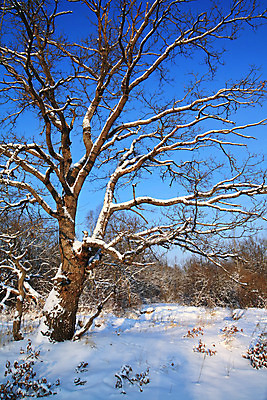포토 JPG 해외이미지 나무 계절 공원 여행 백그라운드 겨울 포장 자연 하늘 휴가 풍경 사람없음 야외 목재 파란색 태양 환경 냉동 얼음 검은색 침묵 흐름 추위 흰색 시골 황무지 고독 숲 서리 장면 지역 북쪽 온도 멀리 눈보라 전국 해외202004 해외포토 자연요소 식물 공공시설 감정 컬러 컨셉 재료 눈_날씨 소리 방향 생태계 파일형식 이미지허브